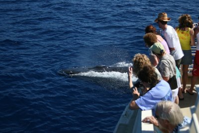 Humpback Whale mugs a whale watching boat