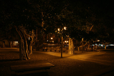 Lahaina Banyon Tree at night