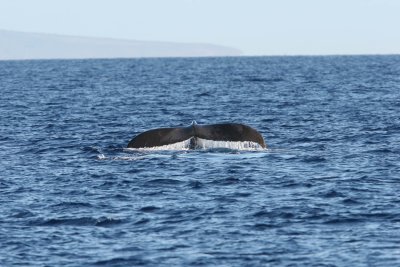 Humpback Whale Fluke Up dive 1 of 5