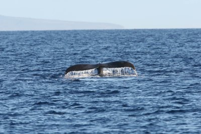 Humpback Whale Fluke Up dive 2 of 5