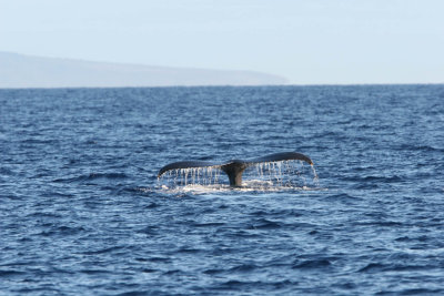 Humpback Whale Fluke Up dive 3 of 5