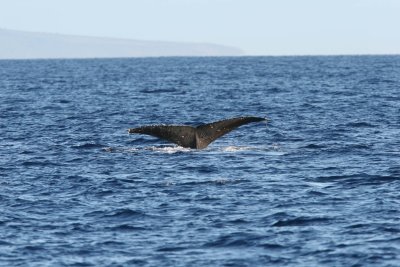 Humpback Whale Fluke Up dive 4 of 5