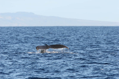 Humpback Whale Fluke Up dive 5 of 5