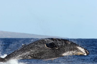 Humpback Whale Breach 1 of  2
