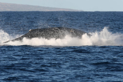 Humpback Whale Breach 2 of 2