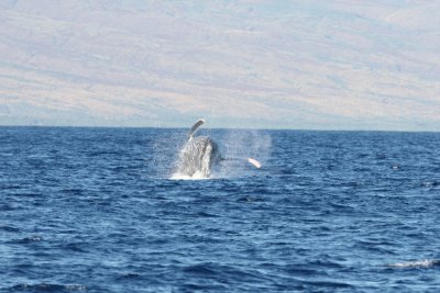 Humpback Whale Breach 1 of 5