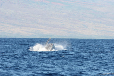 Humpback Whale Breach 2 of 5