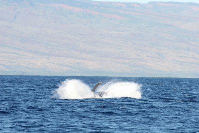 Humpback Whale Breach 3 of 5