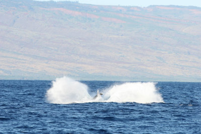 Humpback Whale Breach 4 of 5
