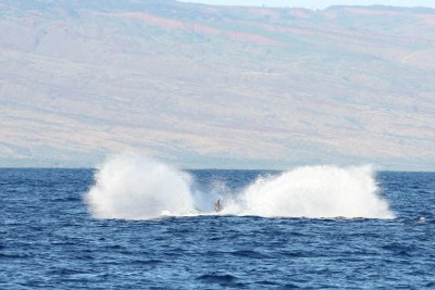 Humpback Whale Breach 5 of 5
