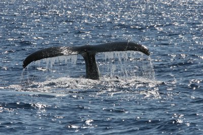 Humpback Whale Fluke 2 of 3