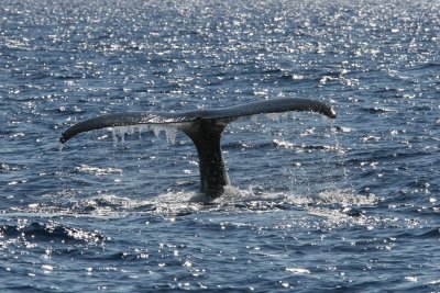 Humpback Whale Fluke 3 of 3