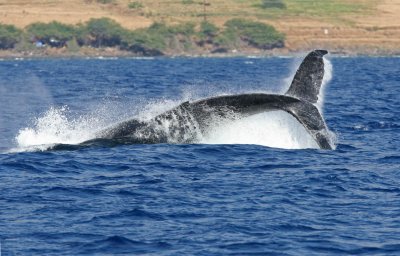 Humpback Whale Peduncle Throw 1 of 4
