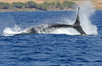 Humpback Whale Peduncle Throw 2 of 4