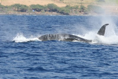 Humpback Whale Peduncle Throw 3 of 4