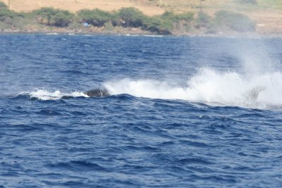 Humpback Whale Peduncle Throw 4 of 4
