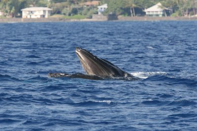 Humpback Whale mouth open (very unusual behavior for Maui where they do not feed).  Notice the baleen. 1 of 5