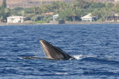 Humpback Whale mouth open (very unusual behavior for Maui where they do not feed).  Notice the baleen. 2 of 5