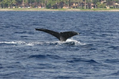 Humpback Whale Fluke 1 of 2