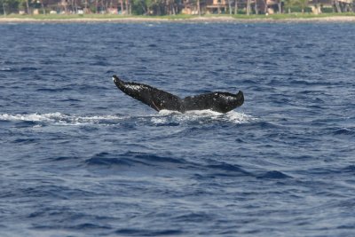 Humpback Whale Fluke 2 of 2