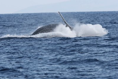 Humpback Whale Breach 3 of 6