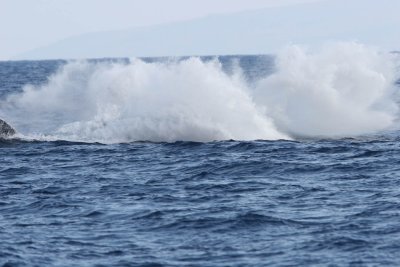 Humpback Whale Breach 4 of 6