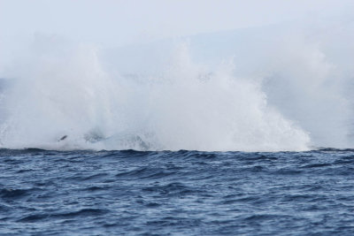 Humpback Whale Breach 6 of 6