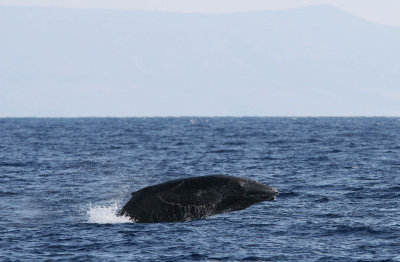 Young Humpback Whale Breach