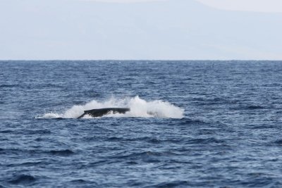 Young Humpback Whale Breach