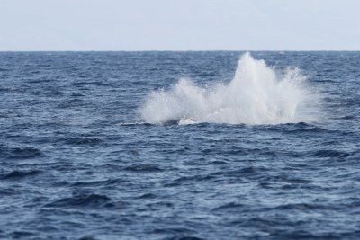 Young Humpback Whale Breach