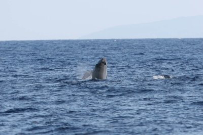 Humpback Whale Head Lunge