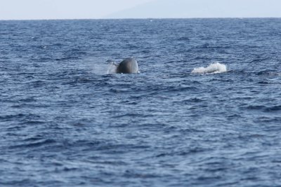 Humpback Whale Head Lunge