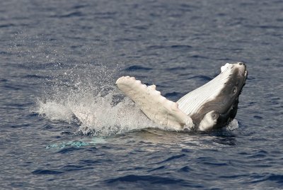 Humpback Whale Breach ( Brand New Baby 2007 model)