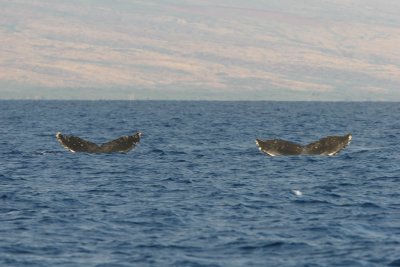 Humpback Whales Double Fluke Dive