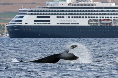 Humpback Whale Tail Slap in front of Holland America Cruise Ship