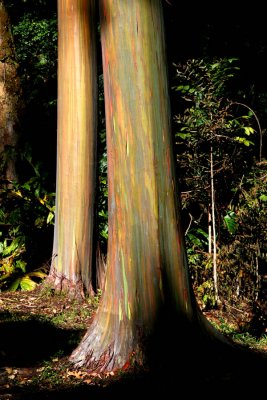 Rainbow Eucaliptus Trees
