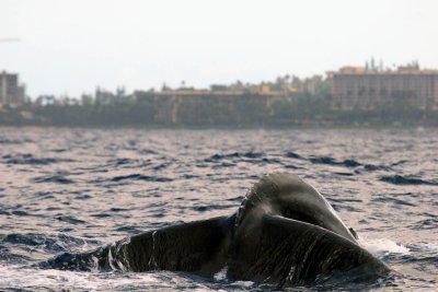 Humpback Whale 1 of 2