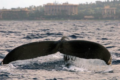 Humpback Whale 2 of 2