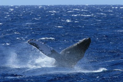 Humpback Whale Breach 1 of 6