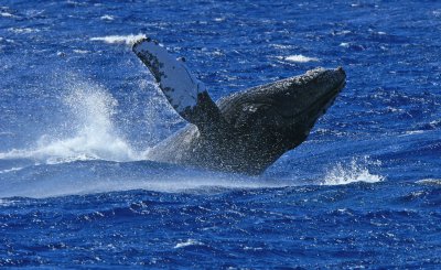 Humpback Whale Breach 2 of 6