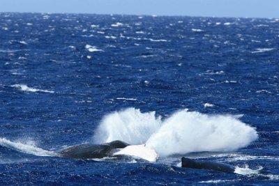 Humpback Whale Breach (4 of 6) & Body Slam