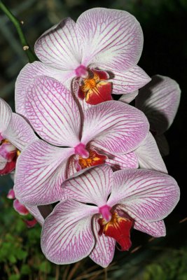 Orchid World on Barbados