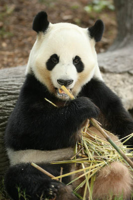 Yang Yang (Dad Panda)