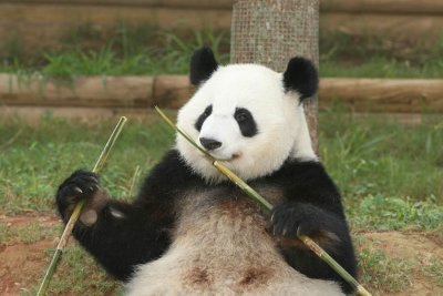 Lun Lun (Mom Panda)