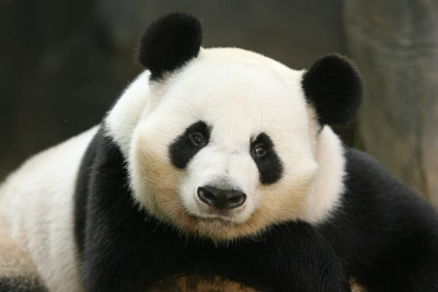 Yang Yang (Dad Panda)