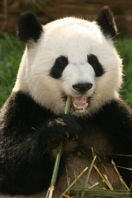Lun Lun (Mom Panda)