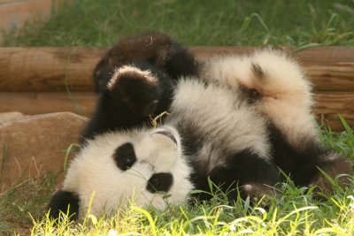 Mei Lan (Baby Girl Panda born September 6, 2006)