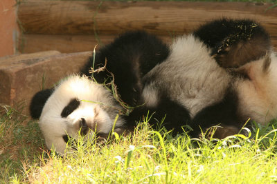 Mei Lan (Baby Girl Panda born September 6, 2006)