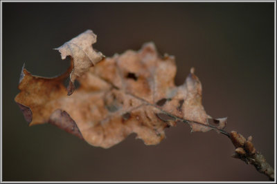 DSCF00009.JPG