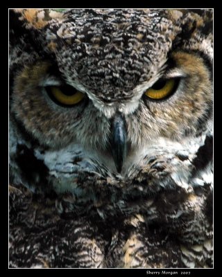 Barn Owl